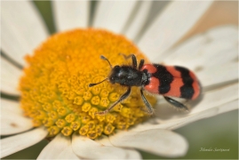 <p>PESTROKOROVEČNÍK VČELOVÝ (Trichodes apiarius) --- /Gemeiner Bienenkäfer/</p>
